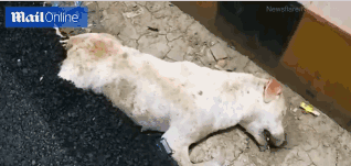 网络文学爱好者必读！新笔趣阁现状及使用建议大揭秘？