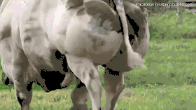 免费漫画阅站官方正版：无广告弹窗，全网漫画免费看