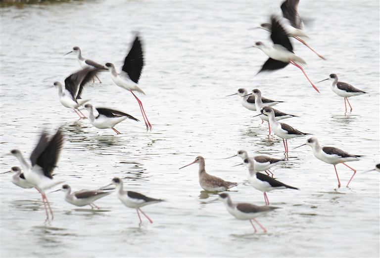 《海贼王第890集》在线观看