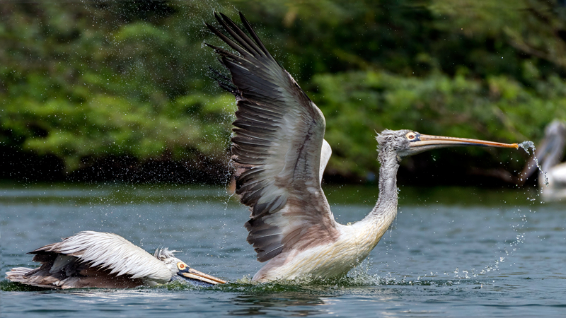 免费漫画阅站官方正版:无广告弹窗,全网漫画免费看