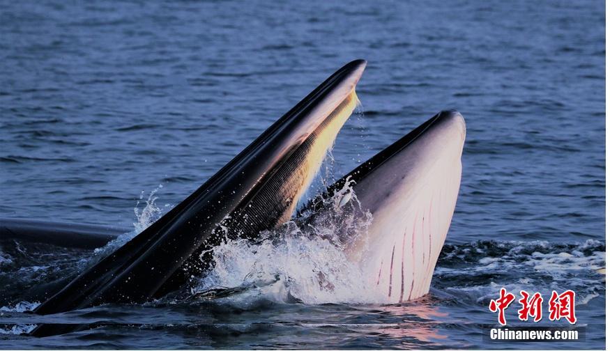 哔哩哔哩隐藏内容怎么找？特殊标签与搜索技巧是关键