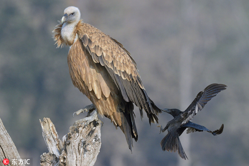 异世界搞笑冒险番为何吸引人？独特设定与反差角色是关键
