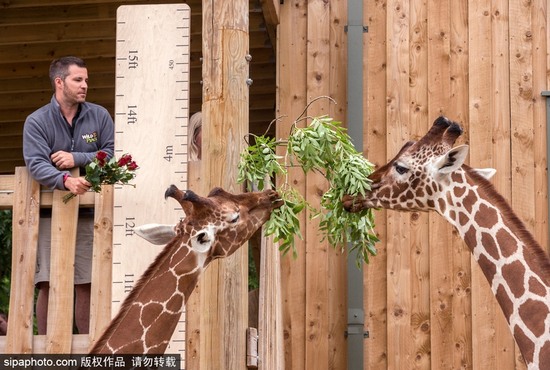 异世界搞笑冒险番为何吸引人？独特设定与反差角色是关键