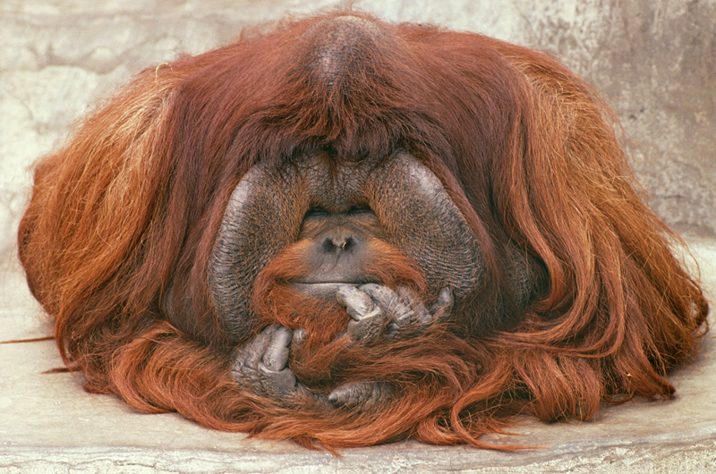 《海贼王第890集》在线观看