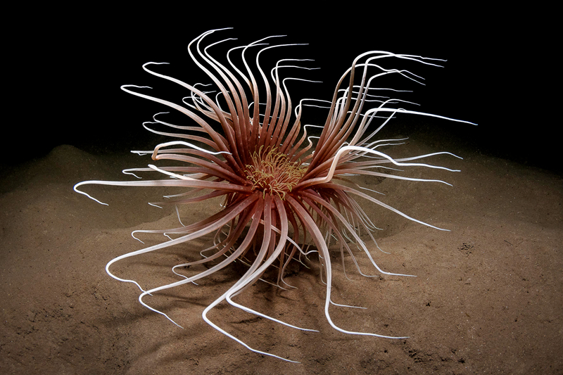 弱点漫画在线观看