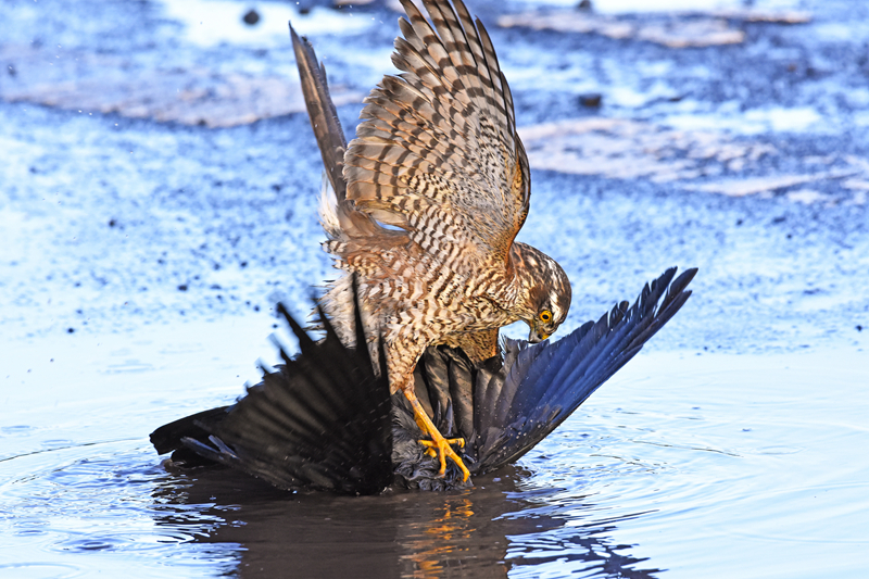 免费漫画阅站官方正版：无广告弹窗，全网漫画免费看