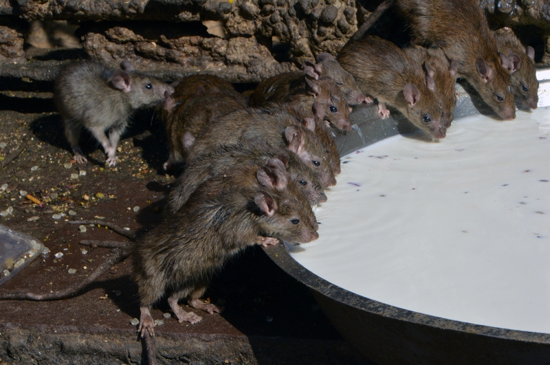 毒医杀手绝色天才妃