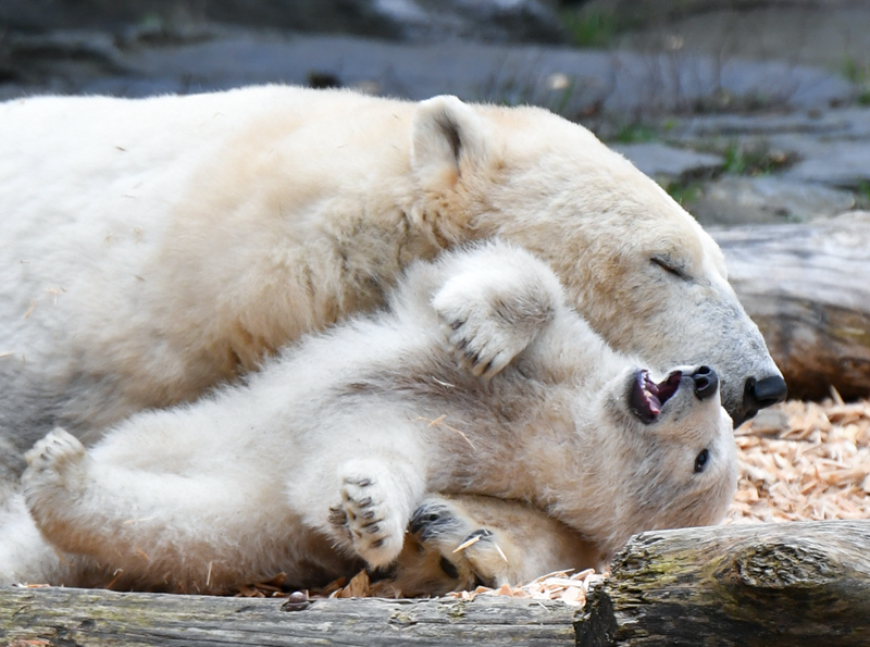 狐妖小红娘漫画奇漫屋全集