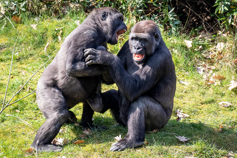 免费漫画阅站app下载安装无广告，畅享丰富漫画资源