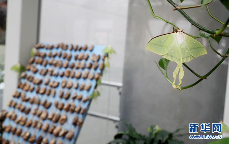 弱点漫画在线观看