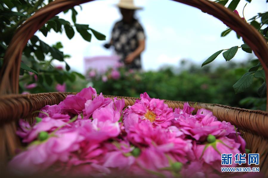 弱点漫画在线观看