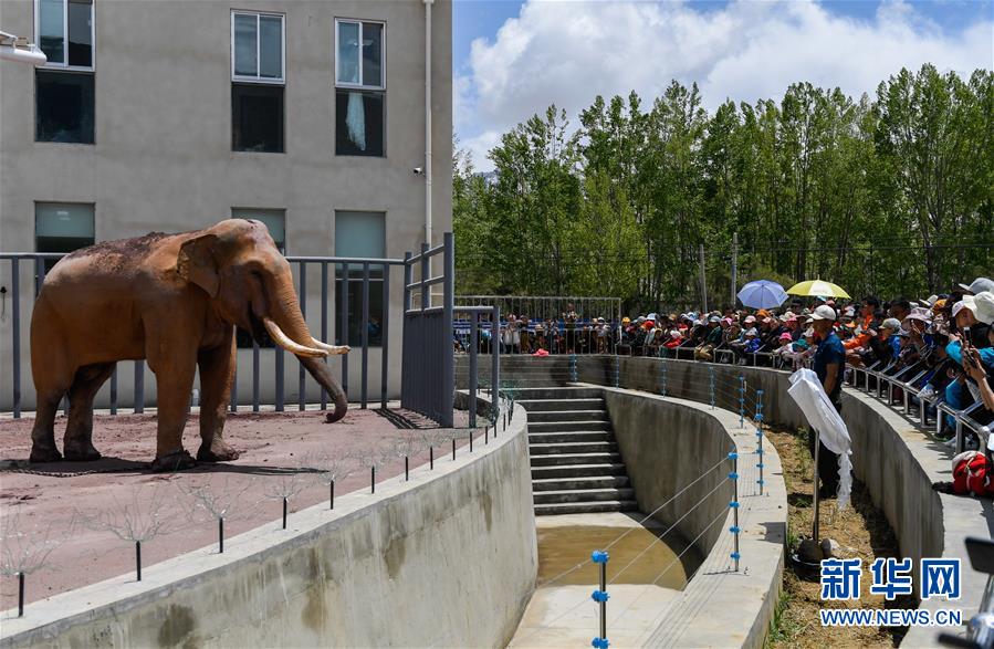 狐妖小红娘完整版免费观看