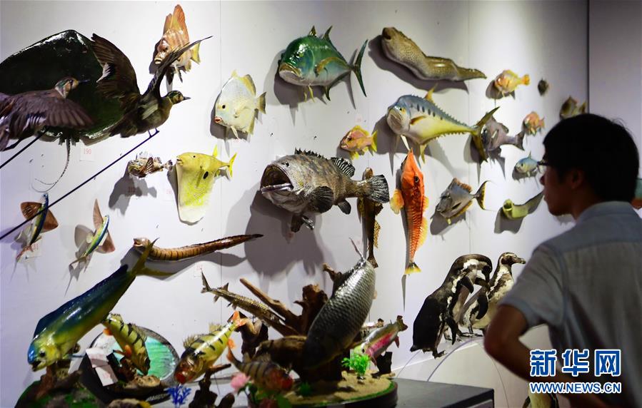 《海贼王第890集》在线观看