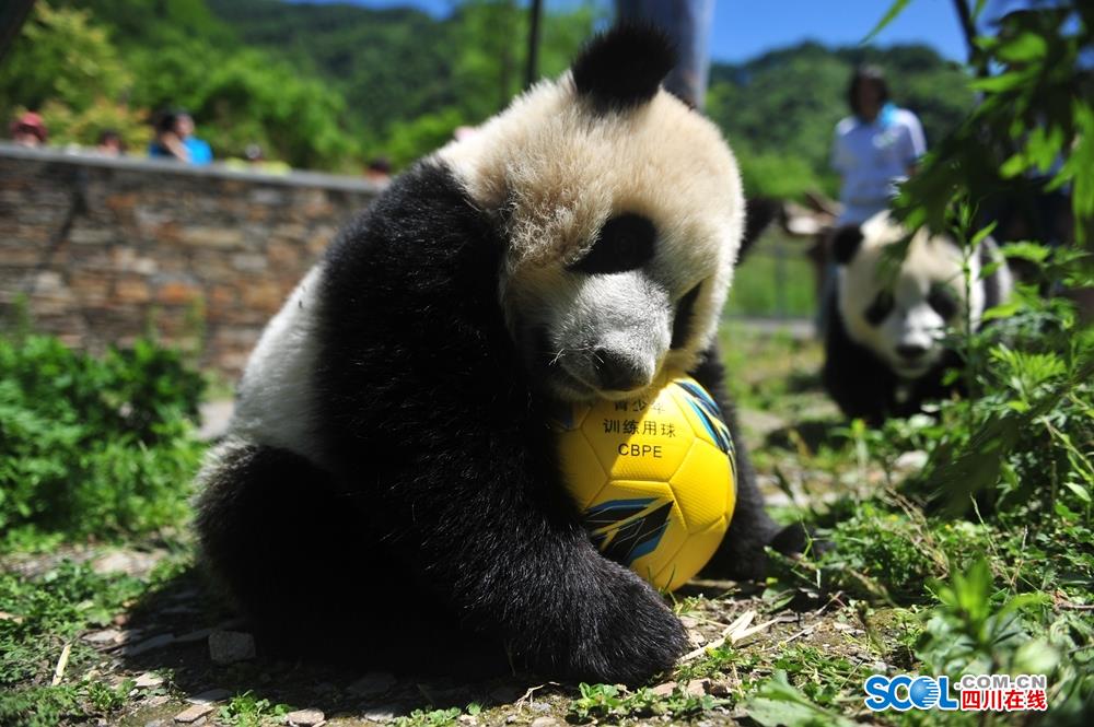 网络文学爱好者必读！新笔趣阁现状及使用建议大揭秘？
