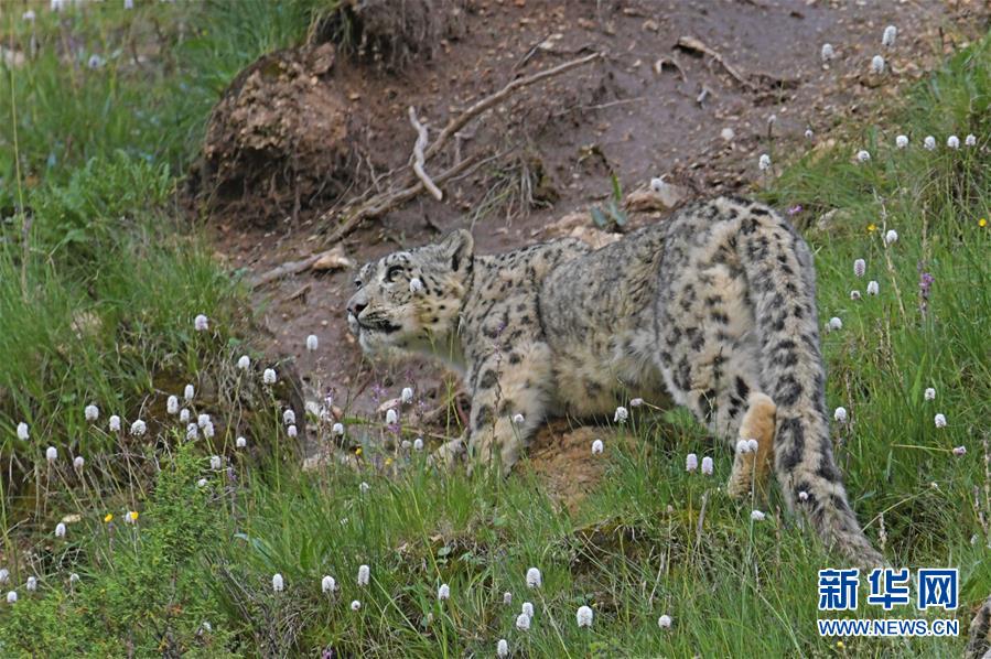 弱点漫画在线观看