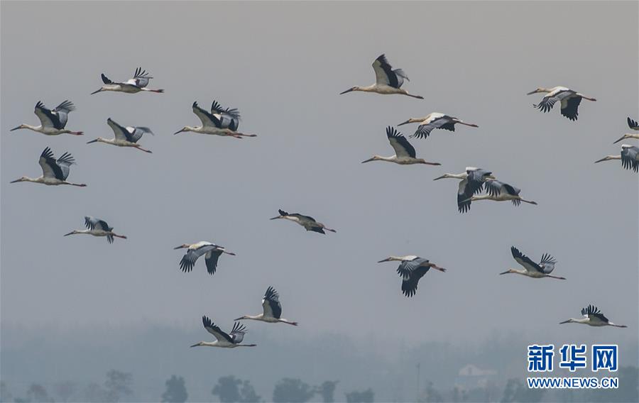 《海贼王第890集》在线观看