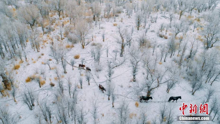 斗破苍穹老粉必看！正版免费观看渠道及支持正版的意义