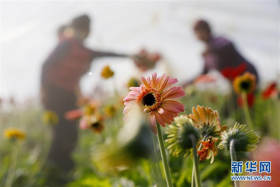 免费在线可阅读漫画成首选，却面临凯发k8国际首页登录的版权等难题待剖析？