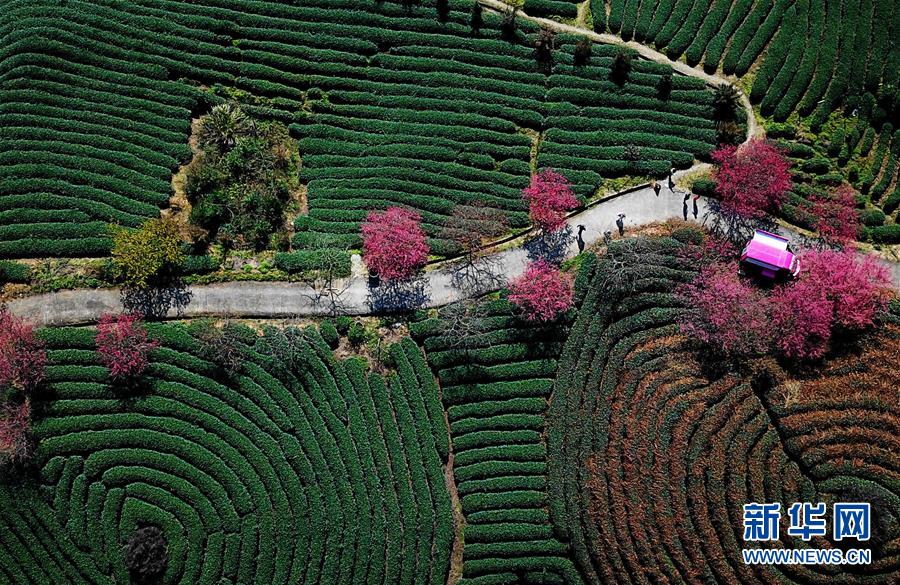 《海贼王第890集》在线观看