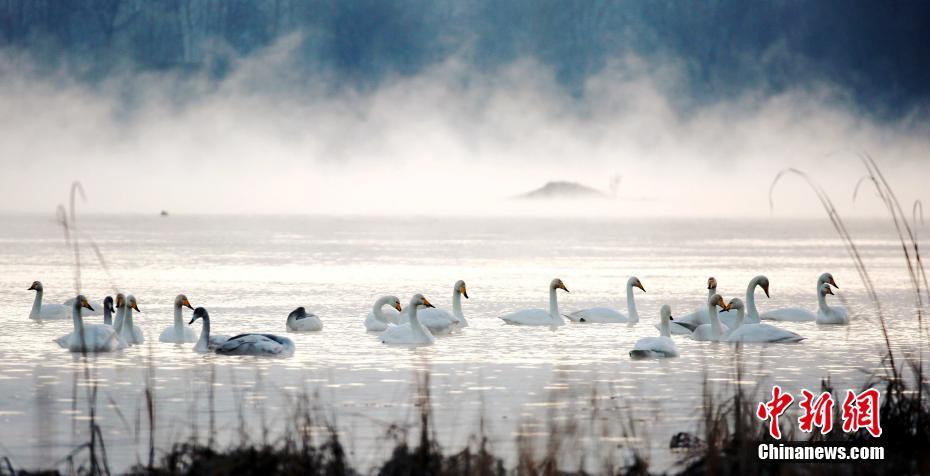 哔哩哔哩隐藏内容怎么找？特殊标签与搜索技巧是关键