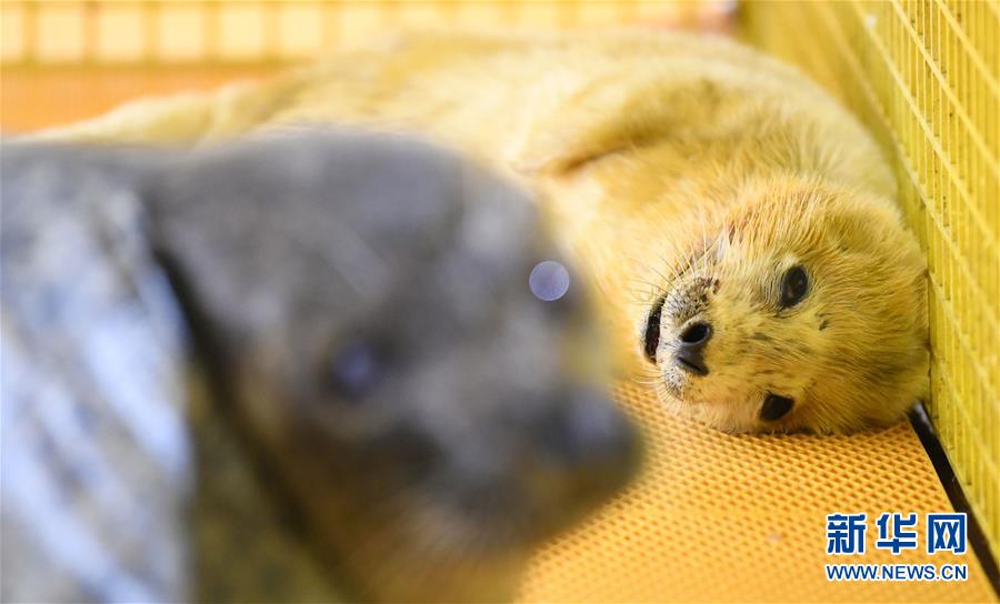 免费漫画阅站app下载安装无广告，畅享丰富漫画资源