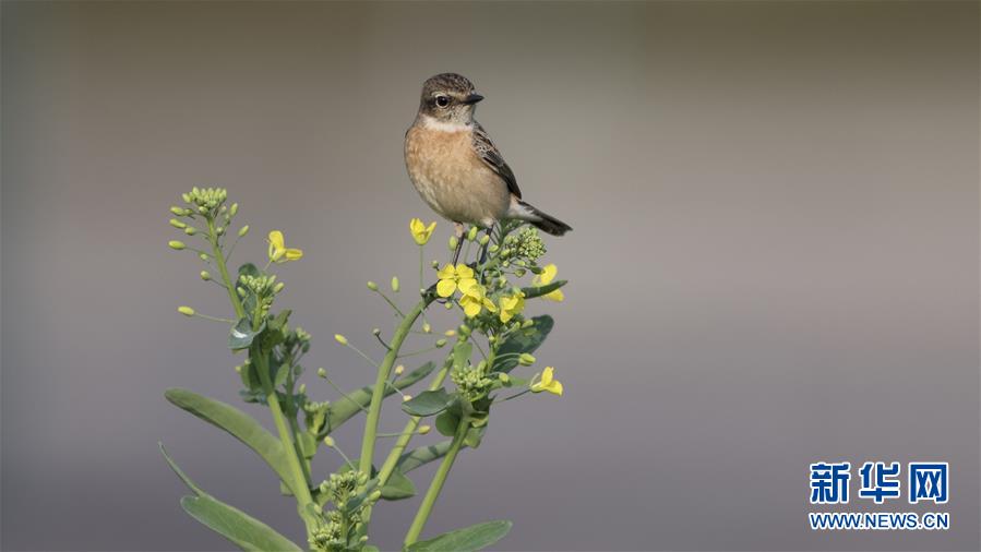 免费漫画阅站app下载安装无广告，畅享丰富漫画资源