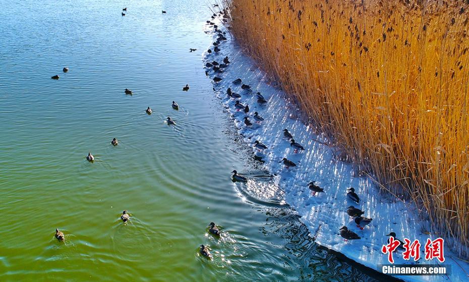 免费在线可阅读漫画成首选，却面临凯发k8国际首页登录的版权等难题待剖析？