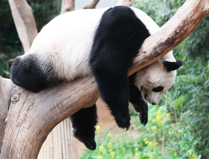 绝世唐门漫画全集免费下拉式漫画