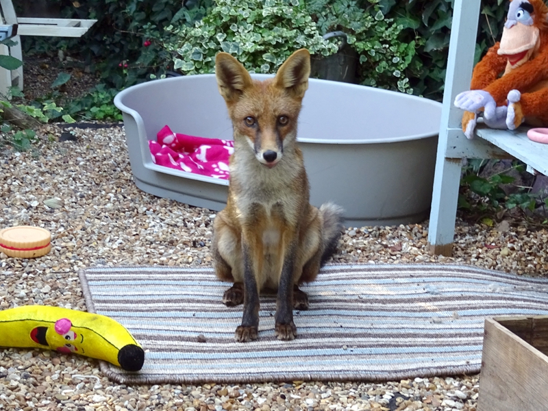 免费在线可阅读漫画成首选，却面临凯发k8国际首页登录的版权等难题待剖析？