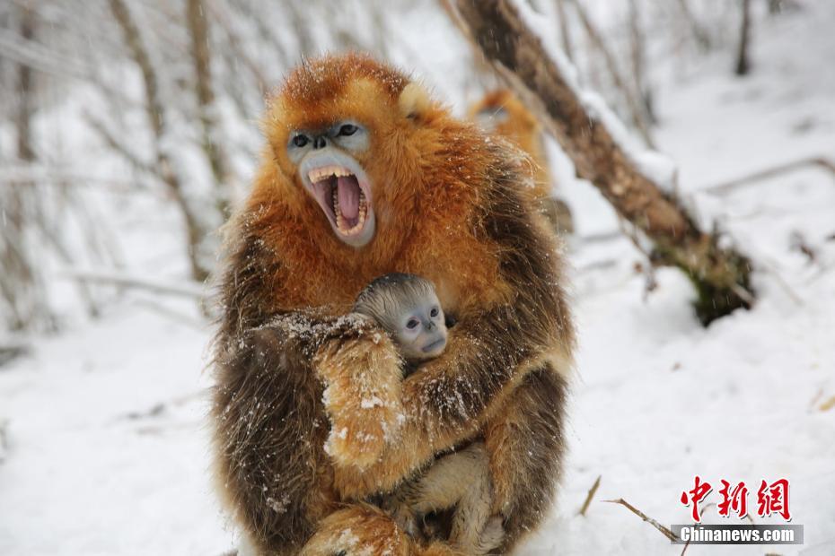 异世界搞笑冒险番为何吸引人？独特设定与反差角色是关键