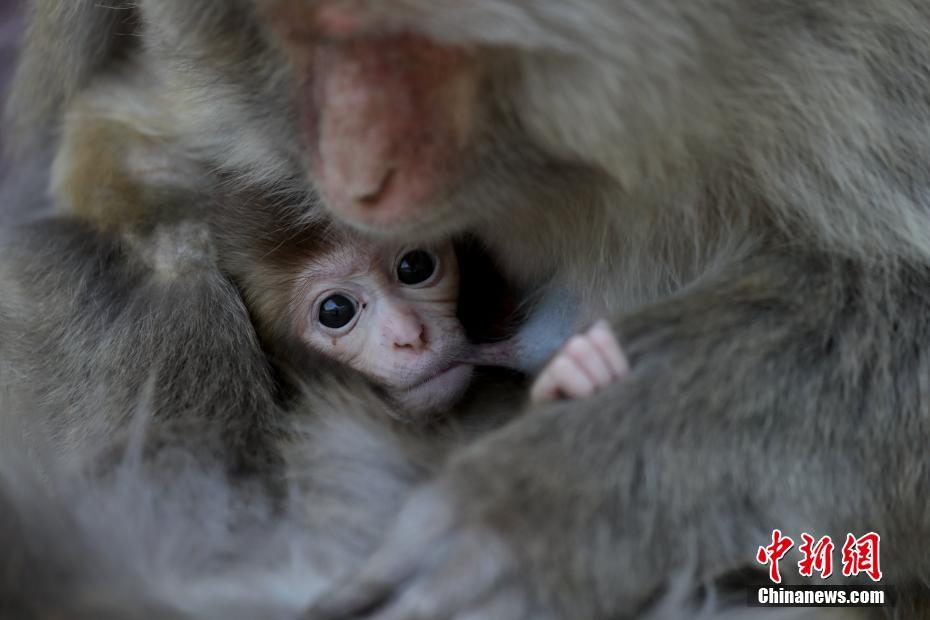 催眠师漫画免费读