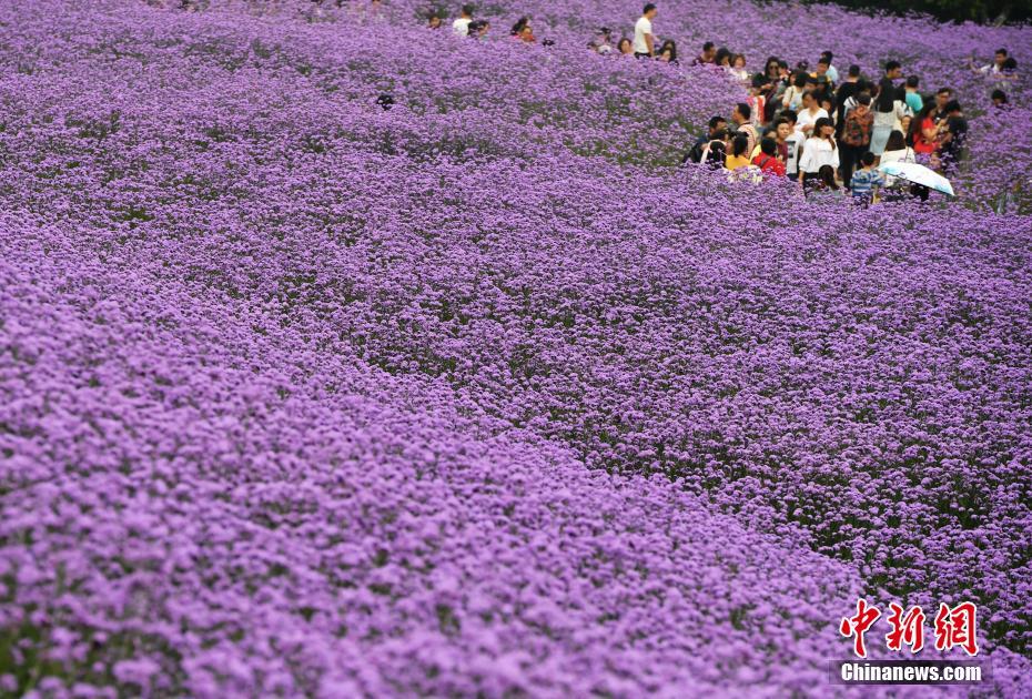 缘之空借兄妹情纠葛引发思索，为何对兄妹恋情描绘引争议？