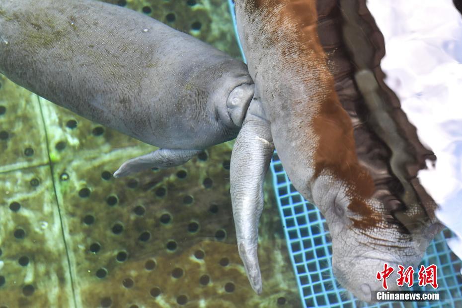 免费漫画阅站官方正版：无广告弹窗，全网漫画免费看