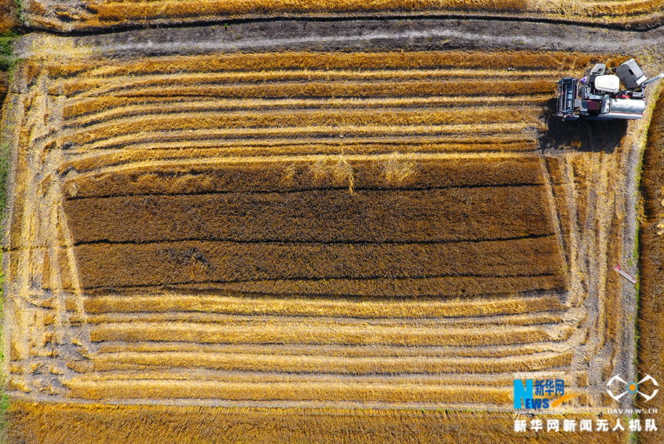 免费漫画阅站app下载安装无广告，畅享丰富漫画资源