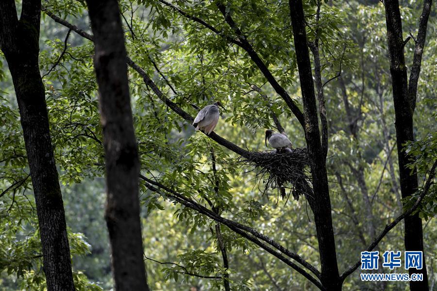 同人：约会大作战datealive ex章节（3） ast存亡战 第一节