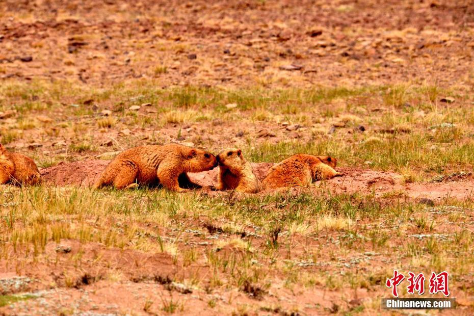 弱点漫画在线观看