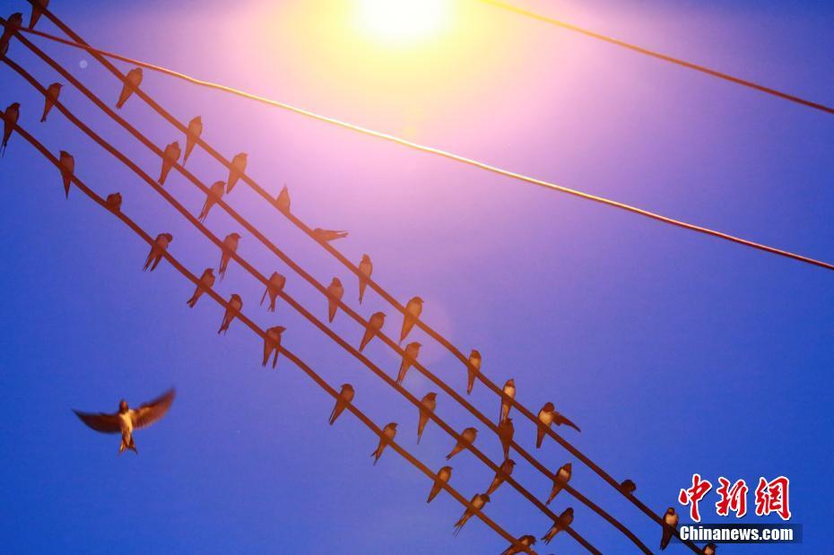 弱点漫画在线观看