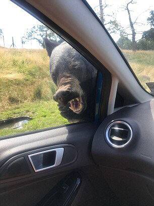 《海贼王第890集》在线观看