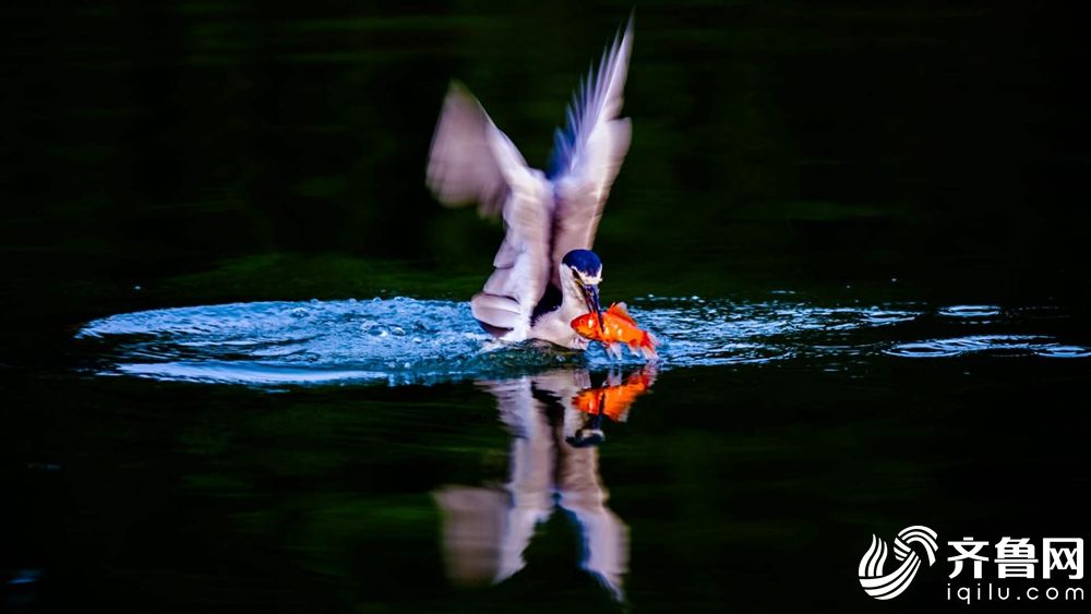 网络文学爱好者必读！新笔趣阁现状及使用建议大揭秘？