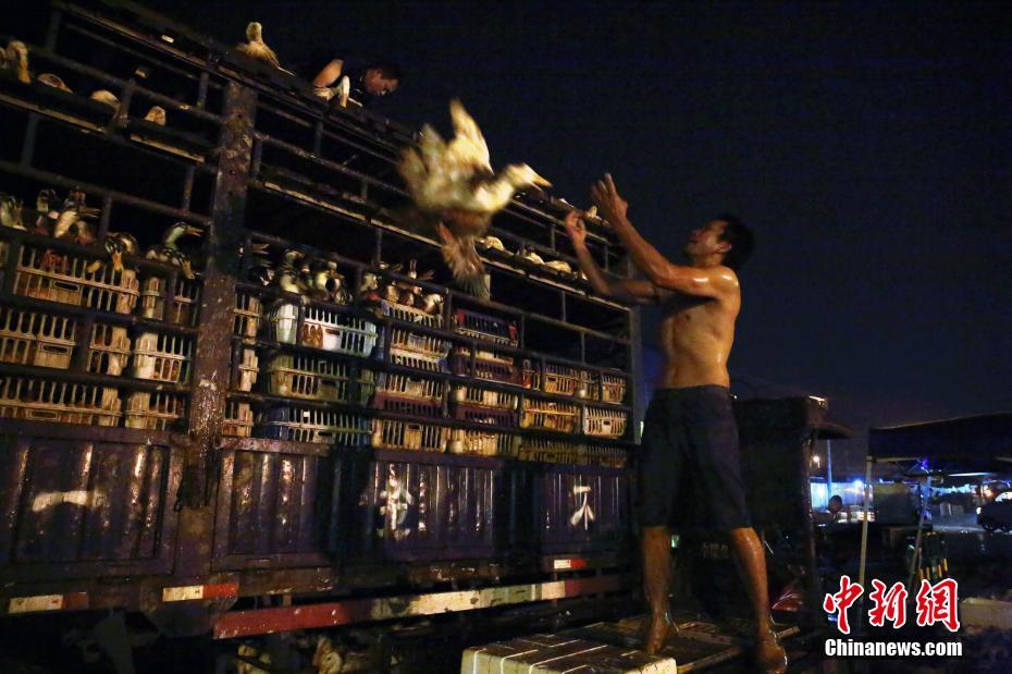 免费漫画阅站app下载安装无广告，畅享丰富漫画资源