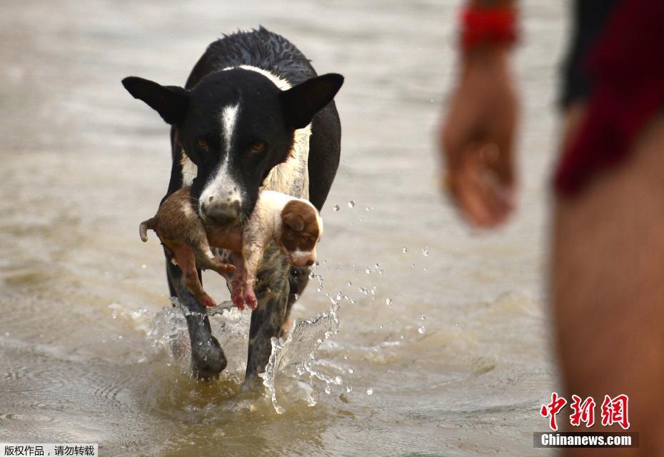 免费漫画阅站官方正版：无广告弹窗，全网漫画免费看