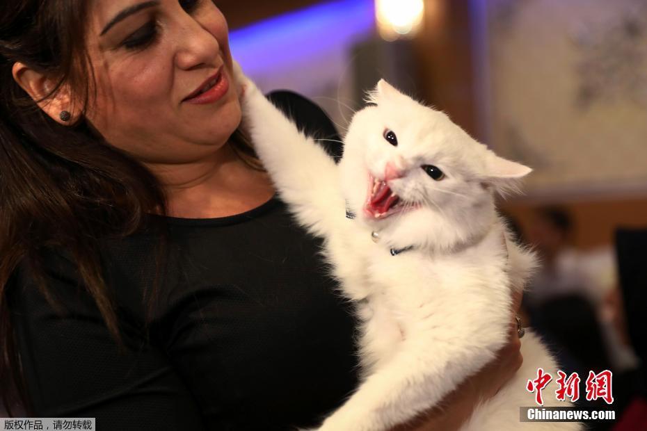 网络文学爱好者必读！新笔趣阁现状及使用建议大揭秘？