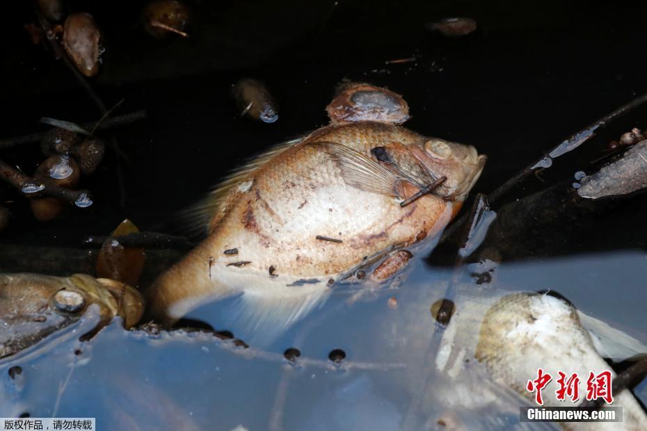 《海贼王第890集》在线观看