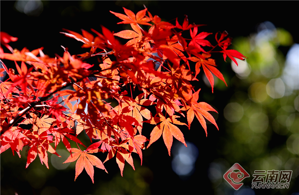 阅站漫画：资源丰富更新快，免费福利多，阅读体验超棒