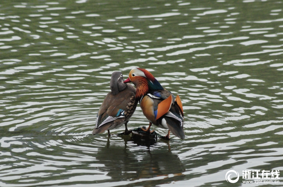 哔哩哔哩隐藏内容怎么找？特殊标签与搜索技巧是关键