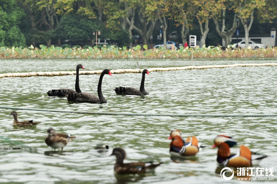 斗破苍穹老粉必看！正版免费观看渠道及支持正版的意义