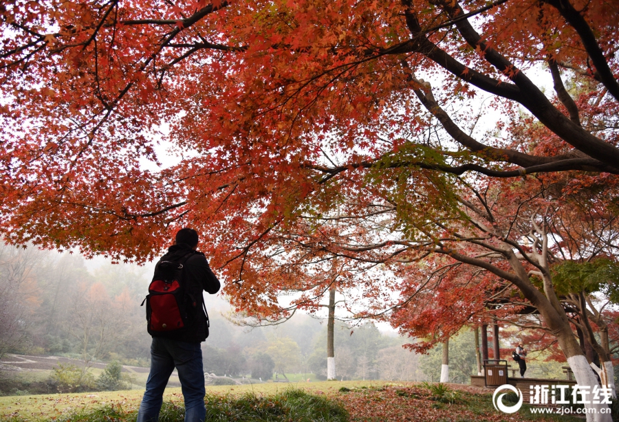 异世界搞笑冒险番为何吸引人？独特设定与反差角色是关键