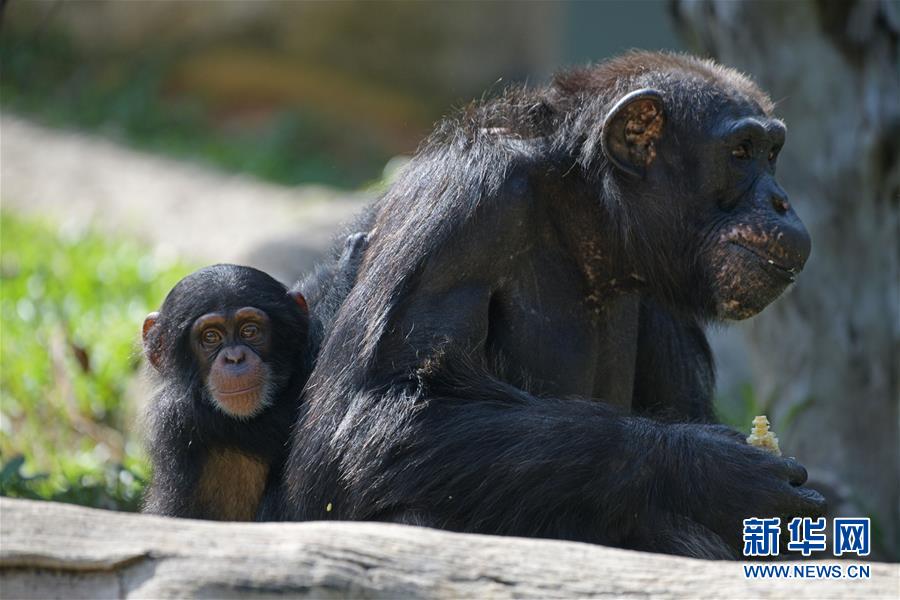 哔哩哔哩隐藏内容怎么找？特殊标签与搜索技巧是关键