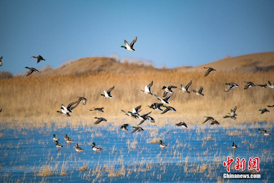 《海贼王第890集》在线观看
