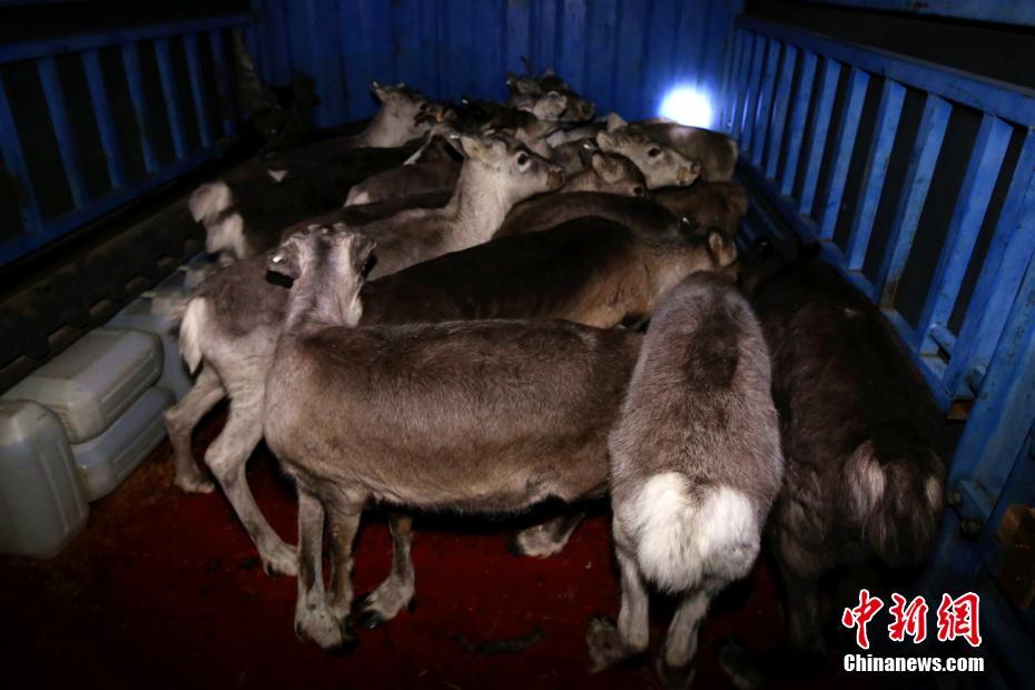 《海贼王第890集》在线观看